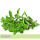 Sweet Marjoram-馬郁蘭 Sweet Marjoram-馬郁蘭